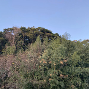 呪いのエピローグ