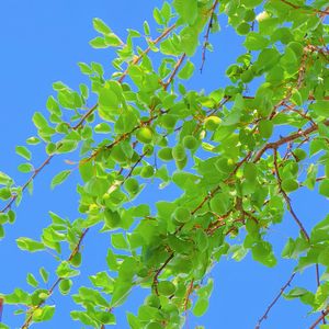 午后的清风(纯音乐)