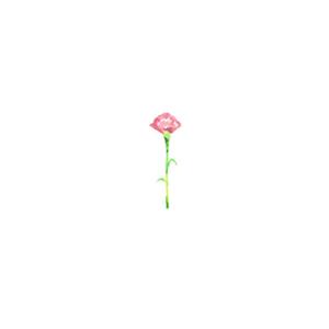 clove pink