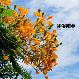 荷韵水乡 (太极)