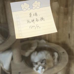 喵喵喵喵