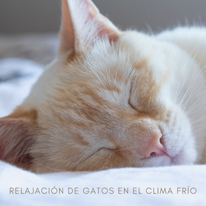 Hipnosis De Lluvia Para Perros