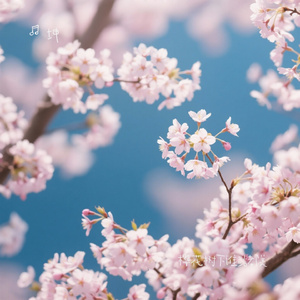 樱花树下谁站都美
