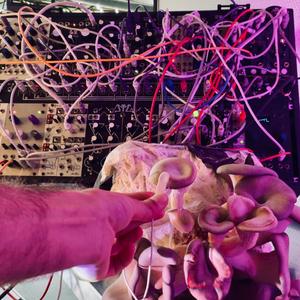 Funky Oyster Mushroom