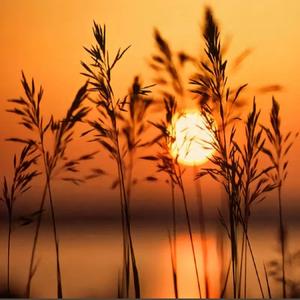 橘子不是唯一的水果