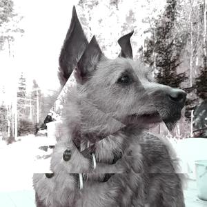 the coolest dog in town (ambient synthapella version)