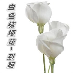 樱花树下的重逢