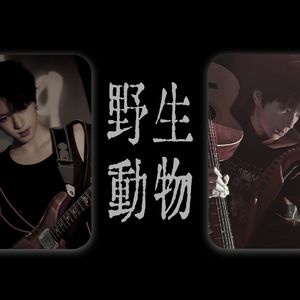 【橹桂橹AI COVER】野生动物