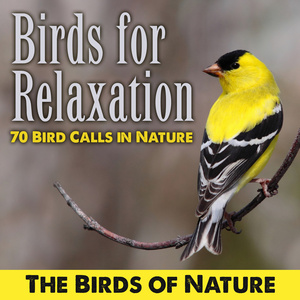 Long Eared Owl With Young