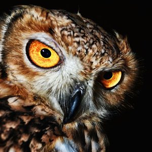 "Emergencia Creativa de la Causalidad Recíproca"