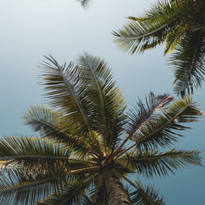 Seven Hometown Trees