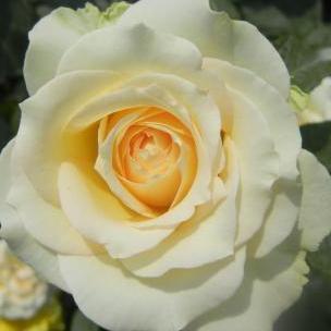 情歌说唱|浪漫制造者