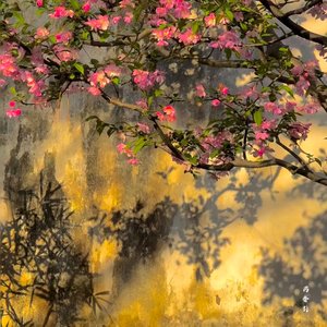 药香引(男声版)