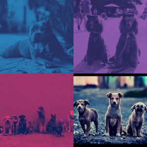 一尘不染孤独的狗印象数