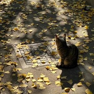 小胡同（遗憾版）