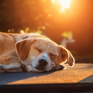 Tiempo De Tranquilidad Para Las Mascotas