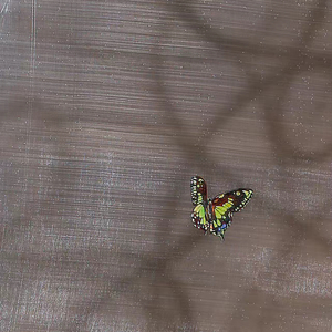 我的林北星Prod by: Zekecske & Kimmick