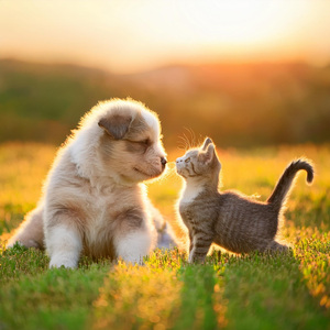 Sonido De Compañerismo Silencioso