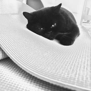 A Meow Meditation: Naked Truth