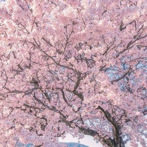 春