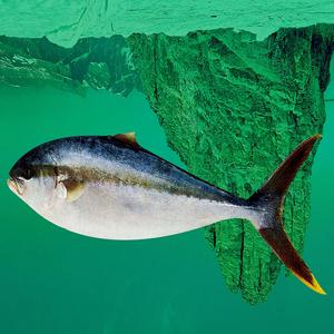 Mercury On Wednesday