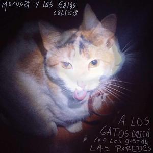 a los gatos calicó no les gustan las paredes (feat. Las gatas calicó)