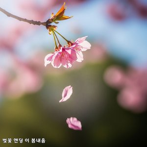 벚꽃은 떨어지고 우리는