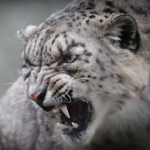 Десятый Барс