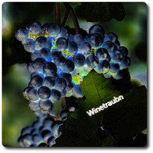 Weintrauben