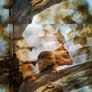 Conifers