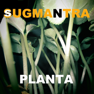 Planta