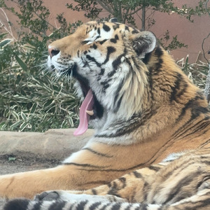 不惜身命 真田の紅