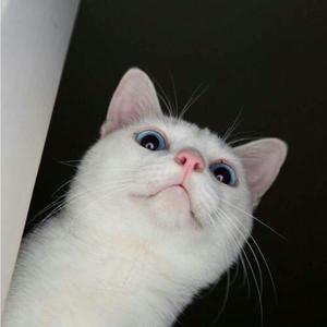 女王范（翻自 张祁）