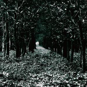 丛林法则【FREE】