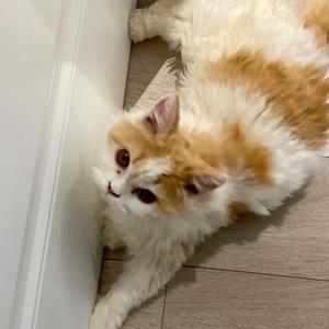 [Free]Hyperpop Vinso x tenoji type beat "dream"