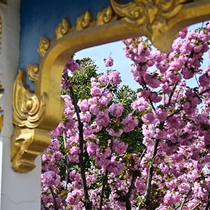 重印的淡薄之静谧回响