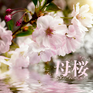 母桜