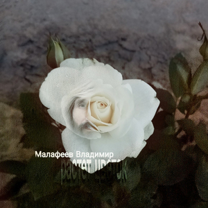 Растет цветок