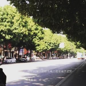 树叶间漏下的阳光晚上就变成了星星