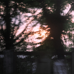 树的呓语 (伴奏)