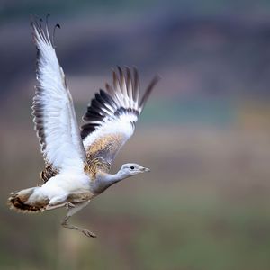 绿草如茵上牛羊成群闲