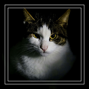 Tak Punya Taring Tak Punya Cakar Loh Kok Takut