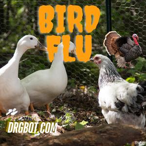 Bird Flu
