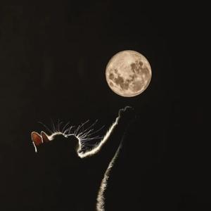 以前我也是快乐小狗