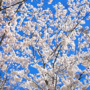 벚꽃이 내리는 봄날