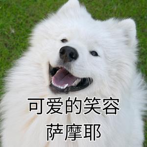 可爱的笑容萨摩耶