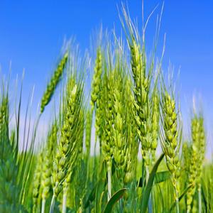 咸盐与季风条约