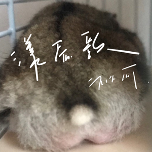漾蛋歌