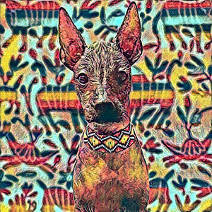 Xoloitzcuintle