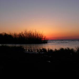 lombkoronák ~ ambient focus crown